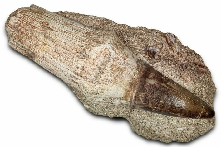 Rooted Mosasaur (Mosasaurus) Tooth In Rock - Morocco #336372